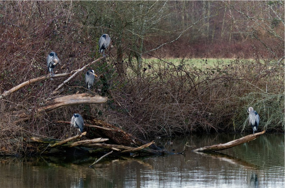 Herons 0203